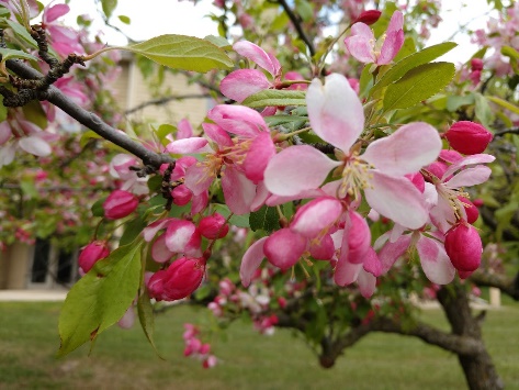 Home [oakmeadowsannarbor.com]